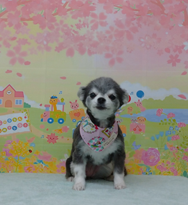 　モモちゃん