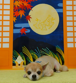 　栗の助くん