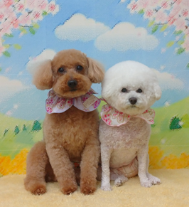 おーじろうくん＆こぶたちゃん