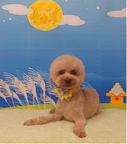 　ココくん