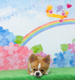 　ポコくん