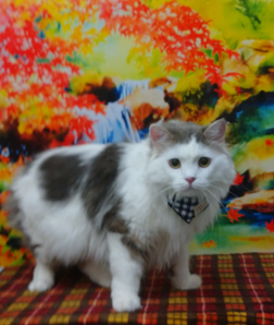 　花京院くん