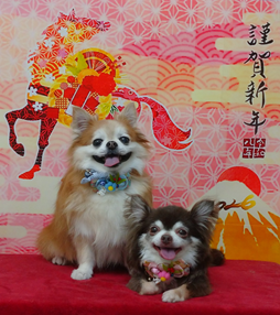 まろくん＆チョコちゃん