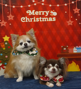 まろくん＆チョコちゃん