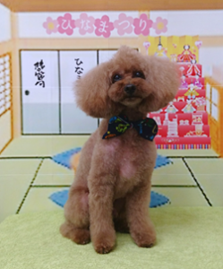 　アフロくん