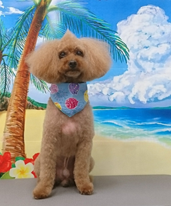 　アフロくん