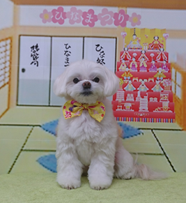 　マロンくん