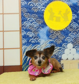 　ふうかちゃん
