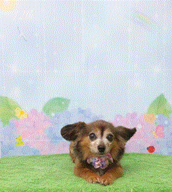 　ふうかちゃん