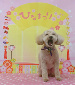 　ぷーすけくん