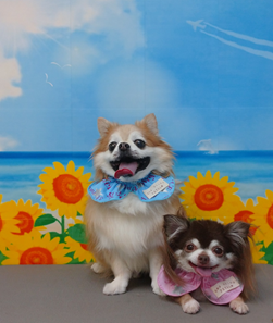 マロくん＆チョコちゃん