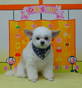 　ジュンジュンくん