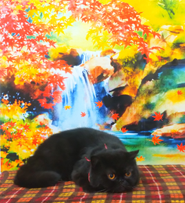 　黒豆くん