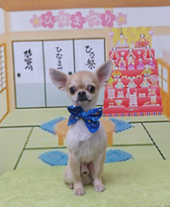 　マメくん