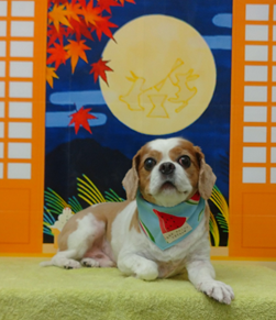 　アンディくん
