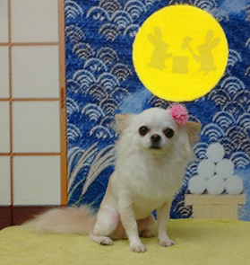 　ルビーちゃん
