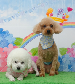 こぶたちゃん＆おーじろうくん