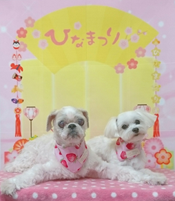 ピン子ちゃん＆こいもちゃん