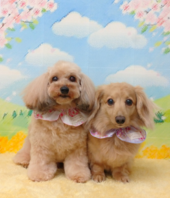 チョコくん＆ミルクくん