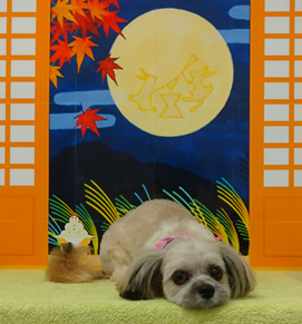　むぎちゃん