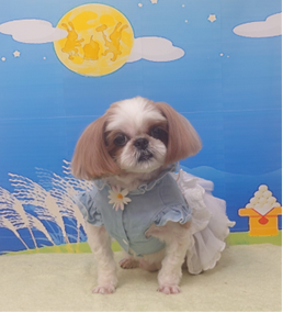 　リリーちゃん