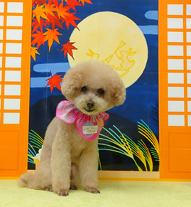 　チェリーちゃん