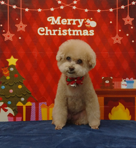 　チェリーちゃん