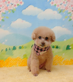 　チェリーちゃん