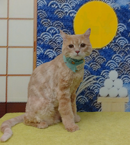 　カリくん