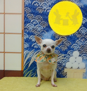 ニュウニュウちゃん
