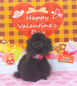 　チャロフちゃん